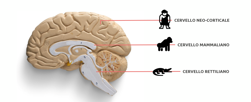 sistema limbico neocorteccia rettiliano teoria 3 cervelli
